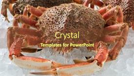  Presentation with crabs - Audience pleasing PPT theme consisting of fresh raw spider crabs kept backdrop and a tawny brown colored foreground