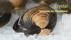  Presentation with clams - Audience pleasing slide deck consisting of fresh-raw-spisula-solida-surf backdrop and a tawny brown colored foreground