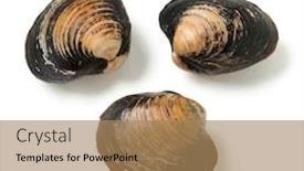  Presentation with clams - Amazing slide deck having fresh-raw-spisula-solida-surf backdrop and a coral colored foreground