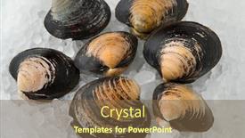  Presentation with clams - PPT theme enhanced with fresh-raw-spisula-solida-surf background and a tawny brown colored foreground