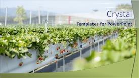  Presentation with strawberries - Slides with fresh-raw-strawberries background and a sky blue colored foreground