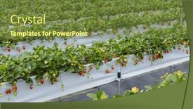  Presentation with strawberries - Presentation theme consisting of fresh-raw-strawberries background and a tawny brown colored foreground