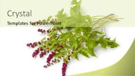  Presentation with strawberry - Beautiful slide set featuring fresh-raw-strawberry-blite-isolated backdrop and a yellow colored foreground