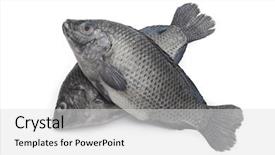  Presentation with fish - Slide deck featuring old luggage outside a telegraph background and a dark gray colored foreground