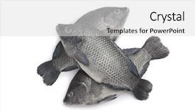  Presentation with fish - Theme with fresh raw tilapia fishes background and a  colored foreground