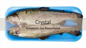  Presentation with trout - Slide set consisting of fresh-raw-trout-isolated background and a coral colored foreground