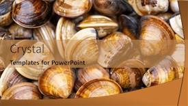  Presentation with clam - Slide deck consisting of fresh-raw-uncooked-clam background and a gold colored foreground