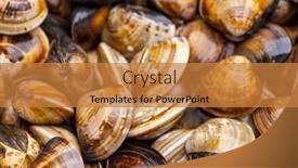  Presentation with clam - PPT theme featuring fresh-raw-uncooked-clam background and a gold colored foreground