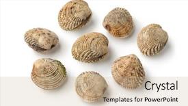  Presentation with venus - Colorful slide deck enhanced with fresh raw warty venus clams backdrop and a soft green colored foreground