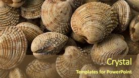  Presentation with clams - PPT layouts enhanced with fresh raw warty venus clams background and a tawny brown colored foreground