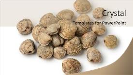  Presentation with clams - Presentation design featuring fresh raw warty venus background and a coral colored foreground