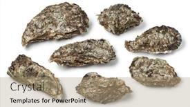 Presentation with pacific - Amazing PPT theme having fresh-raw-whole-pacific-oysters backdrop and a coral colored foreground