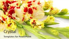 Presentation with beautiful fresh leaves water drops - Presentation design featuring fresh red and yellow gladiolus background and a yellow colored foreground