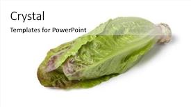  Presentation with lettuce - Presentation theme having fresh-red-romaine-lettuce background and a white colored foreground