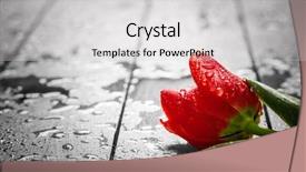  Presentation with heartbreak - Slide set with fresh red tulip flower background and a light gray colored foreground
