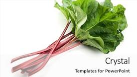  Presentation with leaf water drops fresh - PPT layouts enhanced with fresh rhubarb leaf stalks isolated background and a sky blue colored foreground
