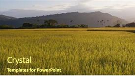  Presentation with rice field - Amazing PPT theme having  backdrop and a  colored foreground