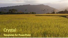  Presentation with rice field - Beautiful PPT layouts featuring fresh rice field under sunset backdrop and a tawny brown colored foreground