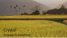  Presentation with leafy rice field - PPT theme having fresh rice field under sunset background and a gold colored foreground
