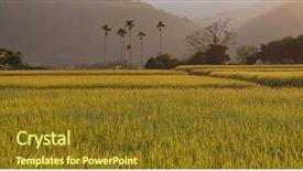  Presentation with organic rice - Slide deck with fresh rice field background and a tawny brown colored foreground