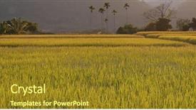  Presentation with organic rice - Presentation design with fresh rice field background and a gold colored foreground