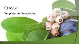  Presentation with blueberry - PPT layouts with fresh ripe blueberry heap closeup macro isolated on white background background and a white colored foreground