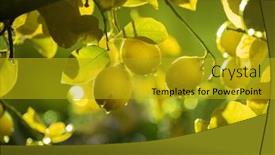  Presentation with growing tree - Presentation theme consisting of fresh-ripe-lemons-growing background and a gold colored foreground