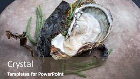  Presentation with design rock - PPT layouts having fresh-rock-oyster-offered background and a violet colored foreground