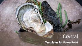  Presentation with design rock - Colorful theme enhanced with fresh-rock-oyster-offered backdrop and a violet colored foreground