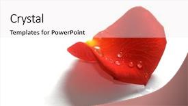  Presentation with water droplets - Presentation design enhanced with fresh rose petal with water background and a white colored foreground