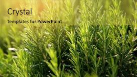  Presentation with herb - Slides enhanced with fresh rosemary herb grow outdoor background and a yellow colored foreground