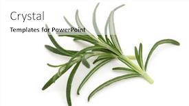  Presentation with background - Amazing presentation theme having fresh-rosemary-on-white-background backdrop and a white colored foreground