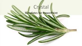  Presentation with fresh water - Cool new slide deck with fresh-rosemary-with-drop-water backdrop and a soft green colored foreground