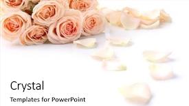  Presentation with roses - Cool new presentation theme with fresh roses isolated on white backdrop and a white colored foreground