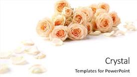  Presentation with war roses tudor rose - Audience pleasing slide deck consisting of fresh roses isolated on white backdrop and a white colored foreground