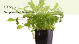  Presentation with cannabis sativa - Cool new PPT theme with fresh-ruccola-rucola-eruca-sativa backdrop and a blonde colored foreground