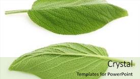  Presentation with sage - Theme consisting of fresh sage leaves isolated background and a yellow colored foreground