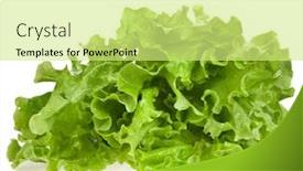  Presentation with lettuce - Audience pleasing PPT theme consisting of fresh-salad-lettuce-isolated backdrop and a soft green colored foreground