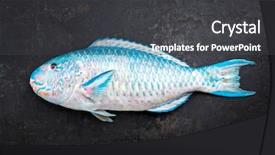  Presentation with space - Cool new slide deck with fresh saltwater parrotfish as top backdrop and a dark gray colored foreground