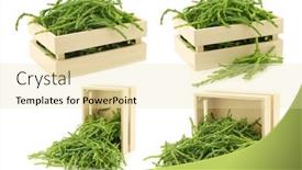  Presentation with box - Colorful PPT theme enhanced with fresh-samphire-in-a-wooden backdrop and a lemonade colored foreground