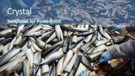  Presentation with fish processing - Slide deck having fresh sardines for further processing background and a ocean colored foreground