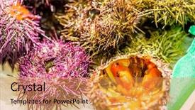  Presentation with white sea urchin - Audience pleasing PPT theme consisting of fresh sea urchins on cooled backdrop and a gold colored foreground
