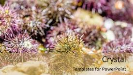  Presentation with white sea urchin - Slide set consisting of fresh sea urchins on cooled background and a yellow colored foreground