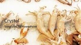  Presentation with seafood - Beautiful PPT theme featuring fresh-seafood-at-the-market backdrop and a lemonade colored foreground