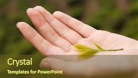  Presentation with tea plantation - Presentation theme enhanced with fresh sheets of tea background and a tawny brown colored foreground