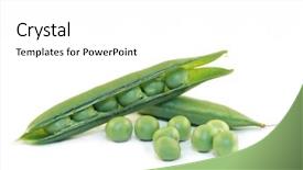  Presentation with peas - Colorful slides enhanced with fresh shelled and unshelled sugar peas isolated on white backdrop and a white colored foreground