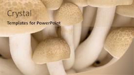  Presentation with mushrooms - Cool new presentation theme with fresh shimeji mushrooms backdrop and a coral colored foreground