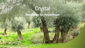  Presentation with olive grove - Colorful slides enhanced with fresh shoots from the base backdrop and a  colored foreground