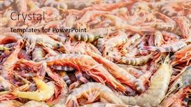 Presentation with shrimp - PPT theme enhanced with fresh-shrimp-harvest background and a coral colored foreground