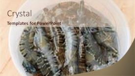  Presentation with plastic container - Colorful presentation theme enhanced with fresh-shrimp-in-plastic-container backdrop and a lemonade colored foreground